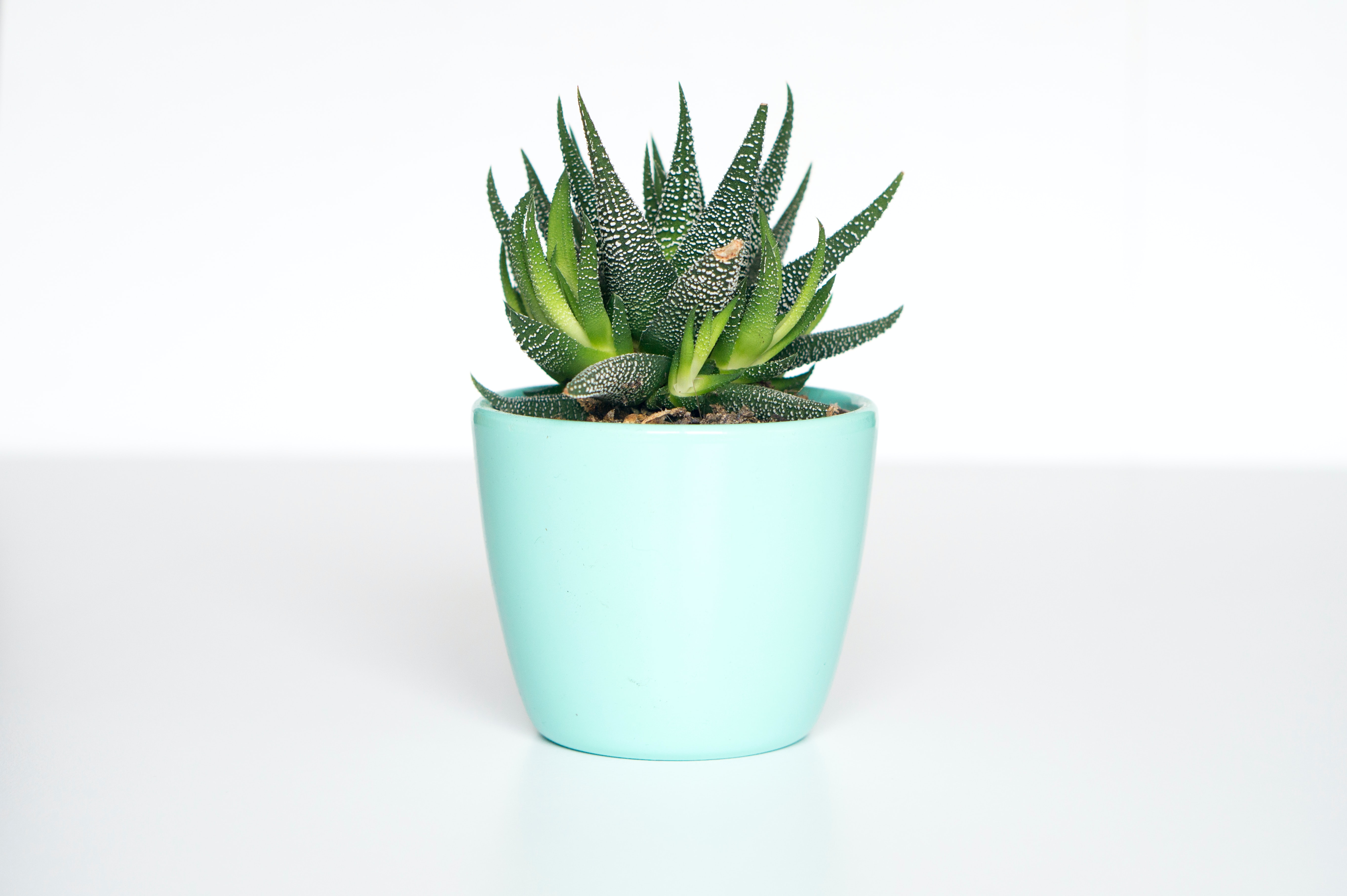 foto_planta1