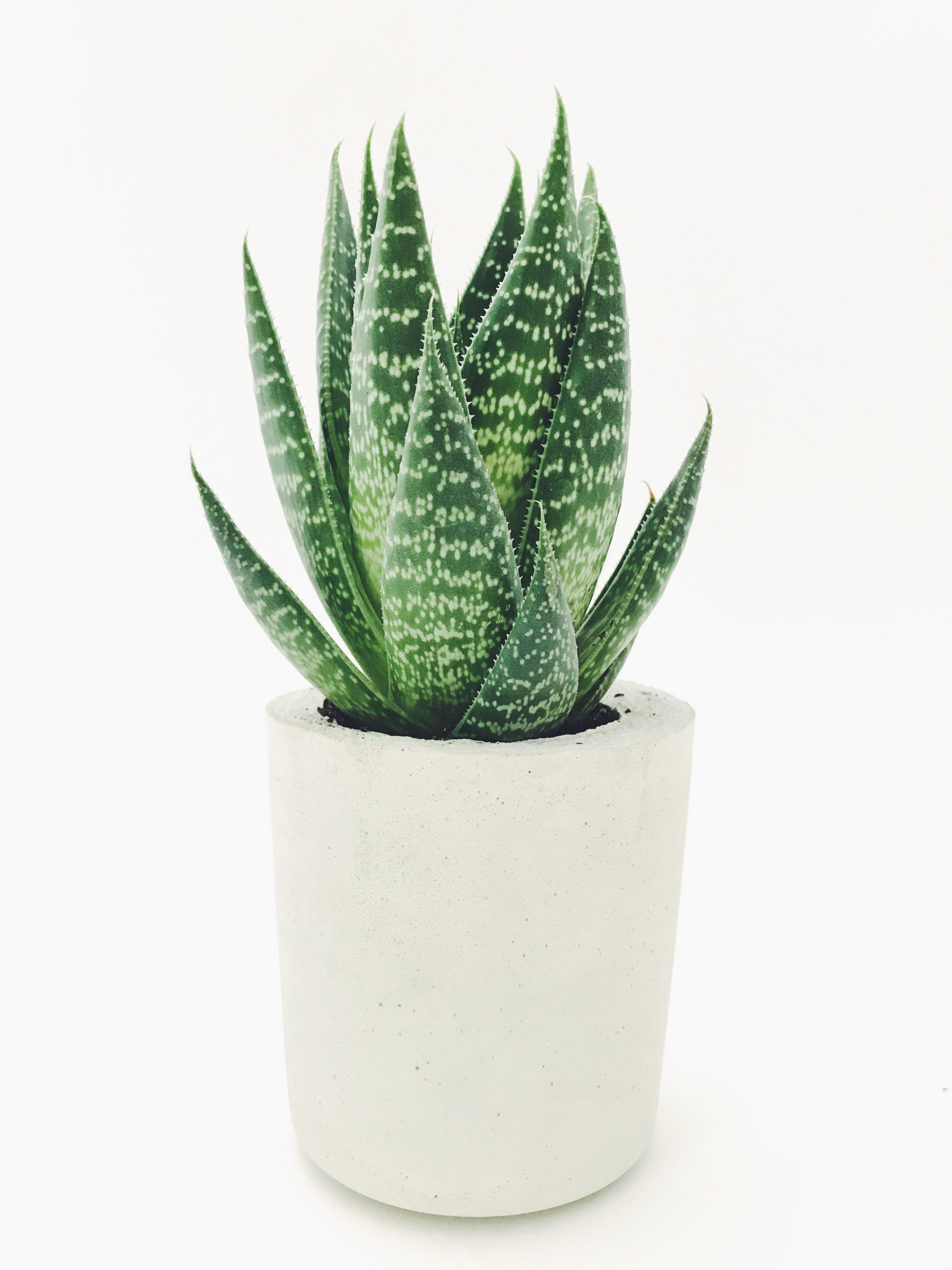 foto_planta3