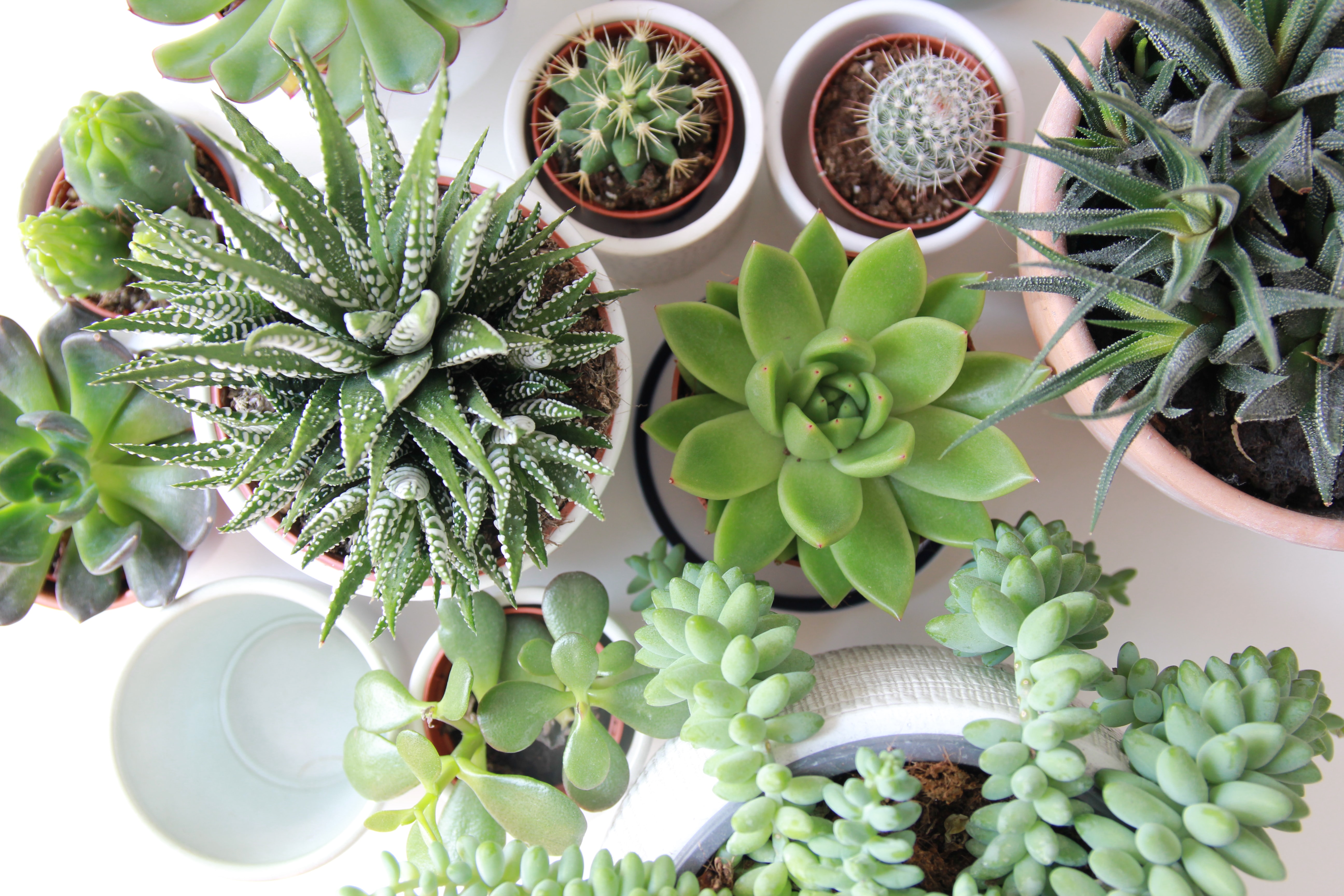 foto_plantas