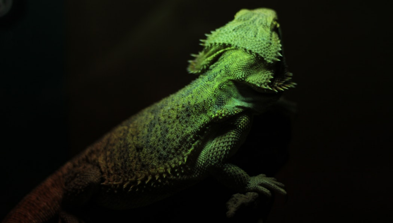 foto_iguana_principal