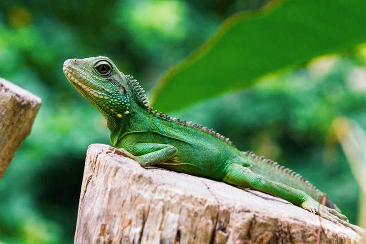 foto_iguana-1