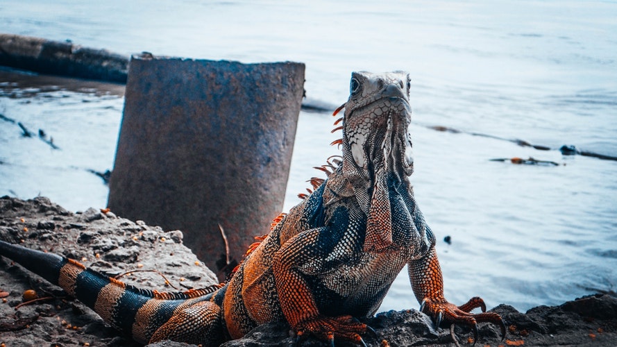 foto_iguana-2
