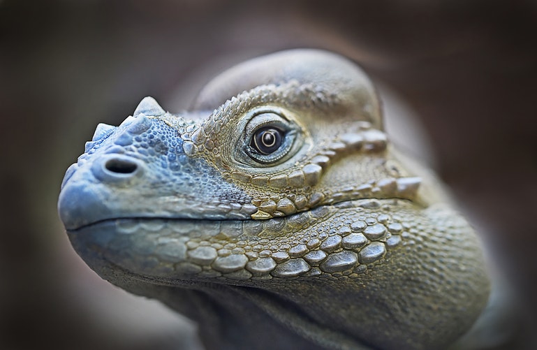 foto_iguana-3