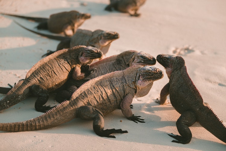 imagen-iguana
